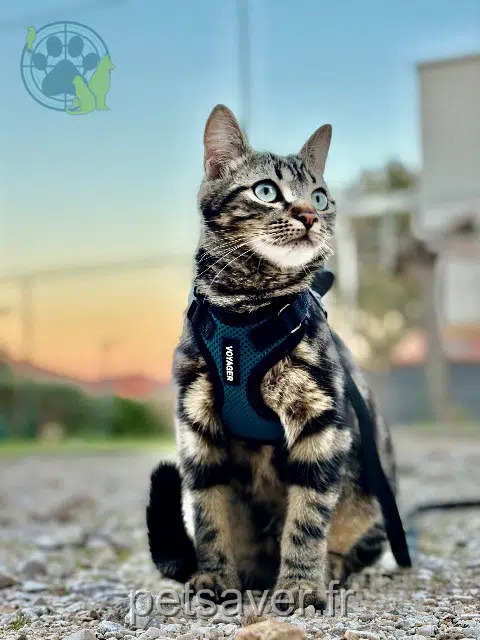 cat lost   83320 Carqueiranne Hubert