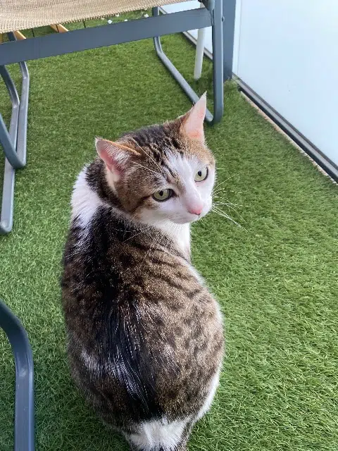 chat lost   83140 Six-Fours-les-Plages Juniper