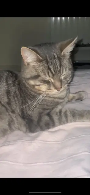 chat lost   83136 Néoules Kenaï