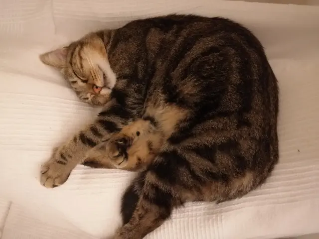 chat lost   83400 Hyères kikinou