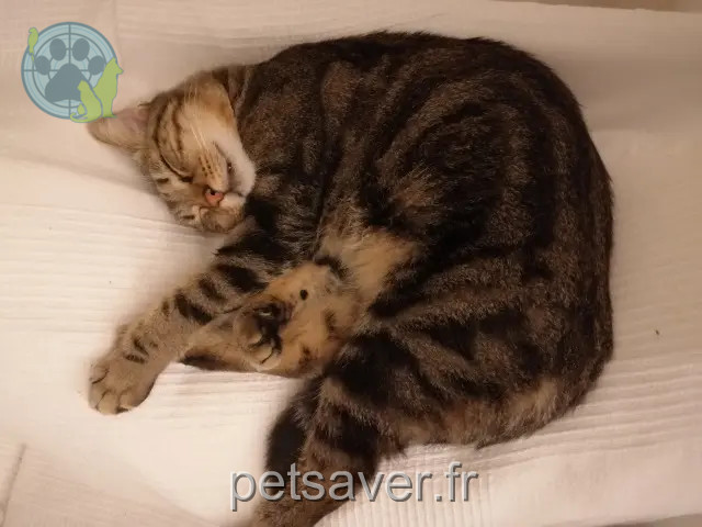 cat lost 83400 Hyères kikinou cat lost 83400 Hyères kikinou