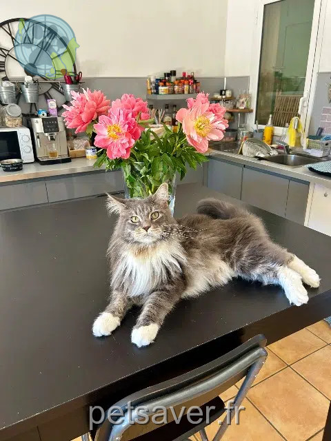 cat lost   83340 Les Mayons Kikouyou