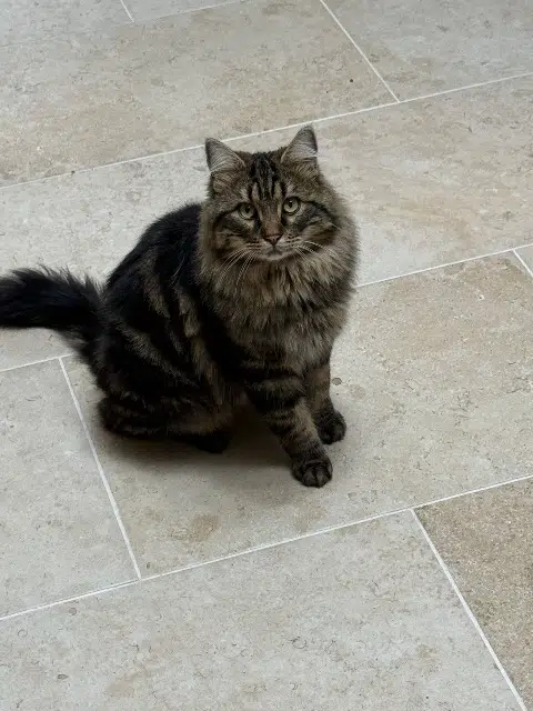 chat lost   83136 La Roquebrussanne Kiwi