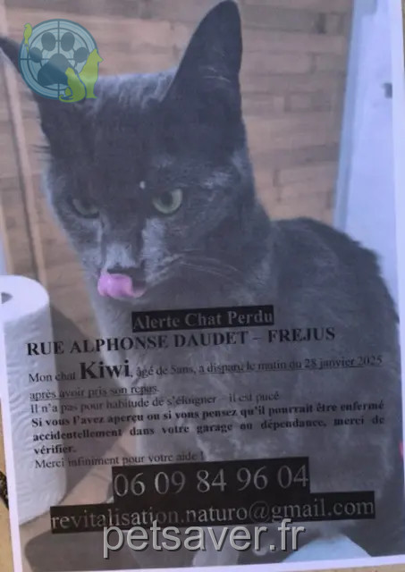 Kater vermisst Fréjus KIWI Kater lost Fréjus KIWI