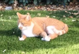 chat lost    Saint-Raphaël Korail