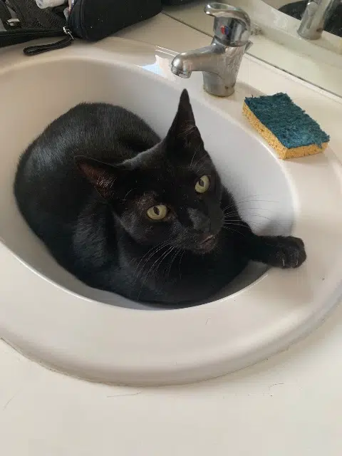 chat lost   83480 Puget-sur-Argens Kyrbi