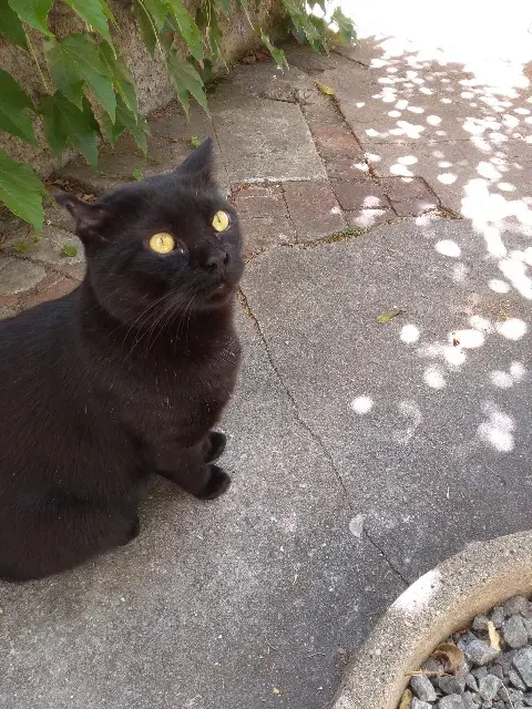chat lost   83400 Hyères L'un