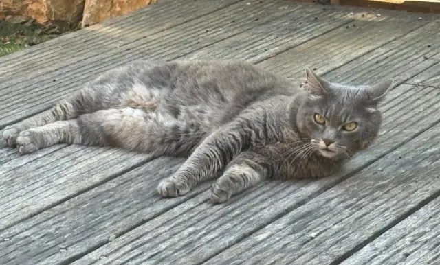 chat lost   83340 Le Luc Kéran