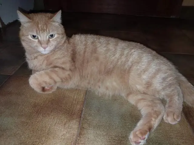 chat lost   83340 Le Luc Malo