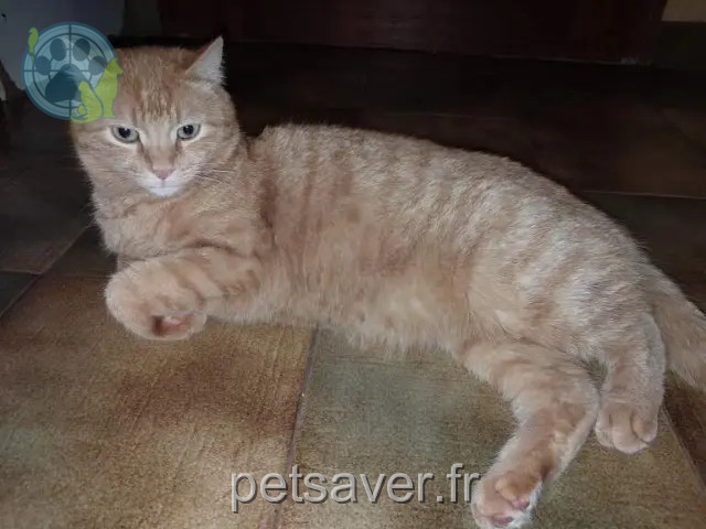 Kater vermisst 83340 Le Luc Malo Kater lost 83340 Le Luc Malo