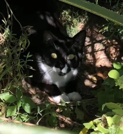 chat lost   83170 Tourves Lenoir