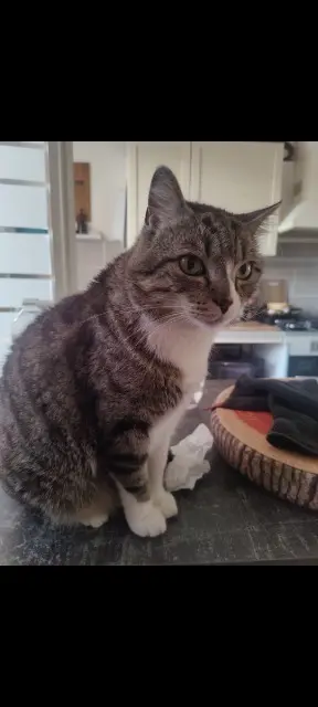 chat lost   83220 Le Pradet Link