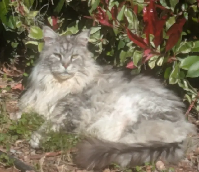 chat lost   83260 La Crau Looping