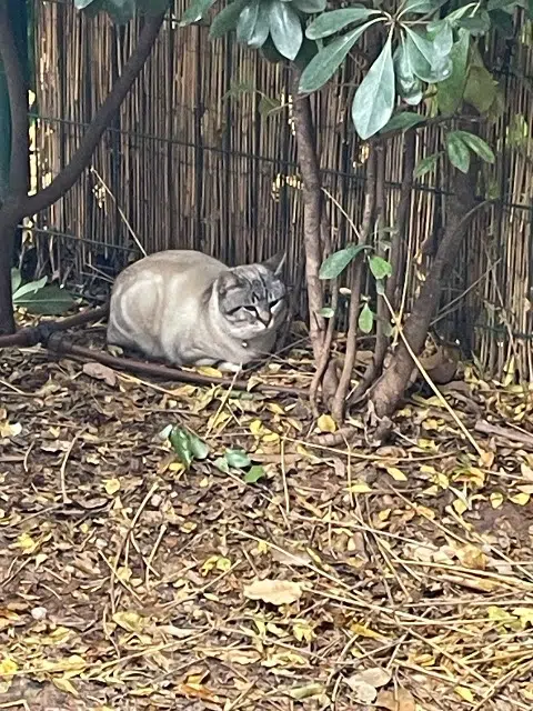 chat lost   83300 Draguignan Louna