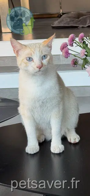 chat lost   83500 La Seyne-sur-Mer Lucky
