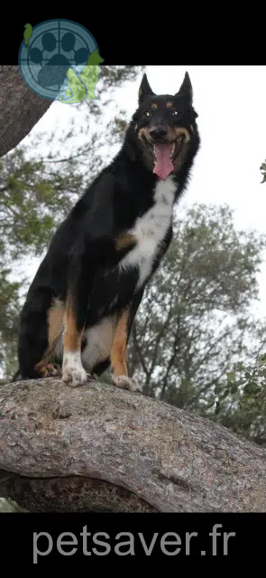 chat lost   83400 Hyères Lucky