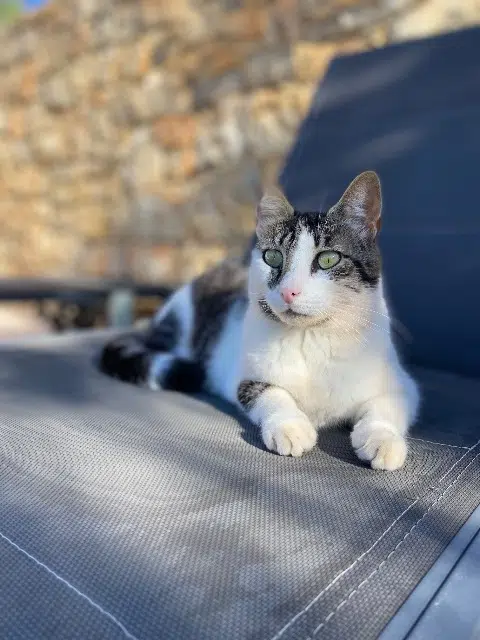 chat lost   83390 Pierrefeu-du-Var Luffy