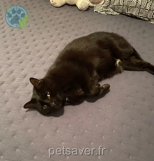 chat lost 83120 Sainte-Maxime Léo