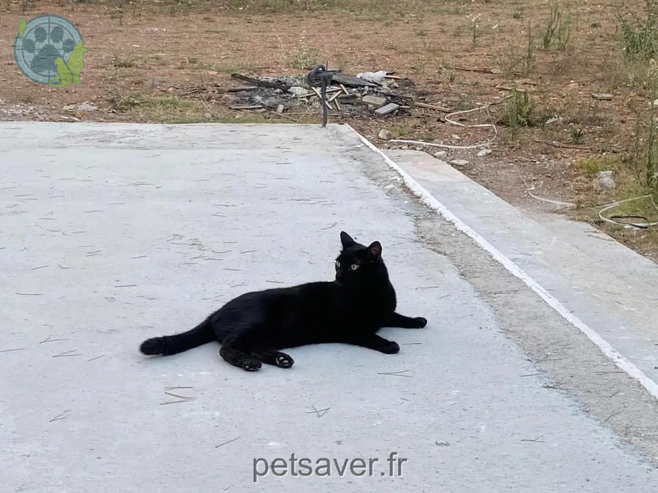 Chat Perdu 83 Var - Léo Chat Perdu 83 Var - Léo