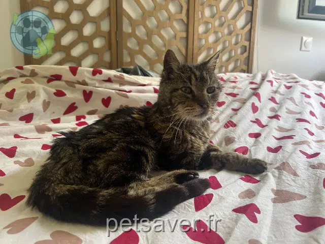 Kater vermisst Fréjus Léo Kater lost Fréjus Léo