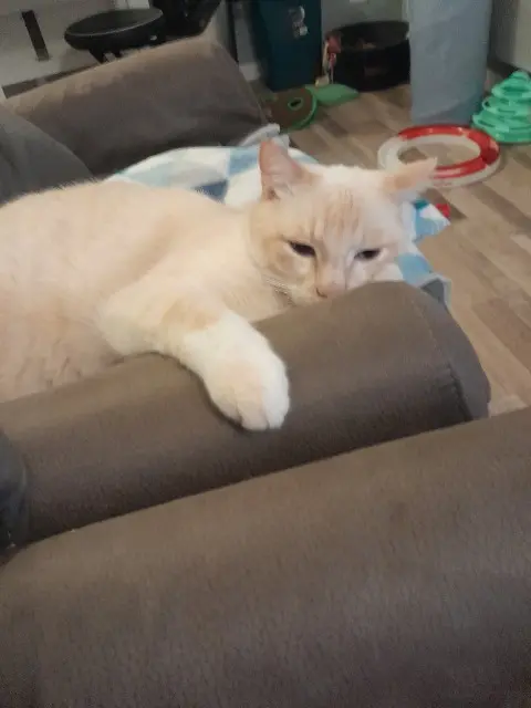 chat lost   83136 La Roquebrussanne mallow
