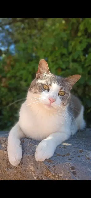 chat lost   83870 Signes Mangue