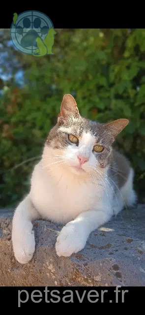 cat lost 83870 Signes Mangue cat lost 83870 Signes Mangue