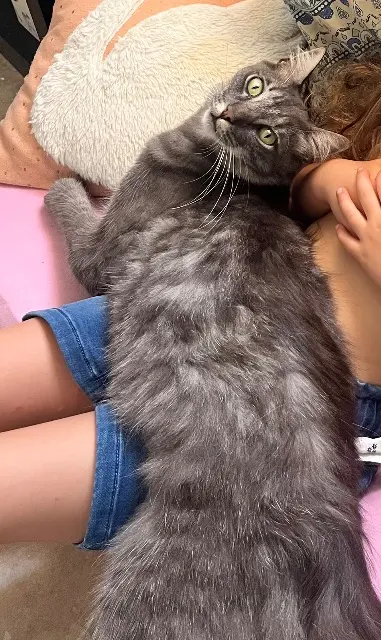 chat lost   83440 Fayence Maohui