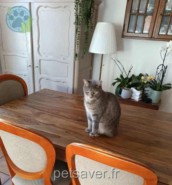 chat lost   83260 La Crau Merlin