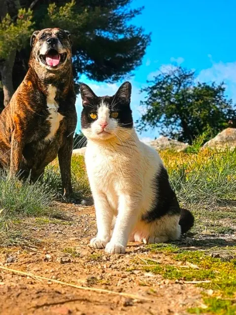 Kater vermisst 83140 Six-Fours-les-Plages Michka Kater lost 83140 Six-Fours-les-Plages Michka