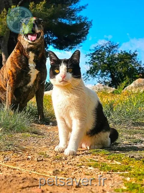 cat lost 83140 Six-Fours-les-Plages Michka cat lost 83140 Six-Fours-les-Plages Michka
