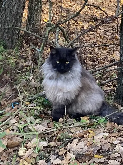 chat lost   83560 Ginasservis Miki
