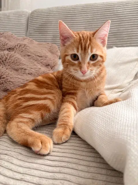 chat lost   83130 La Garde Milo