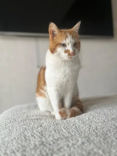 chat lost   83190 Ollioules Milou