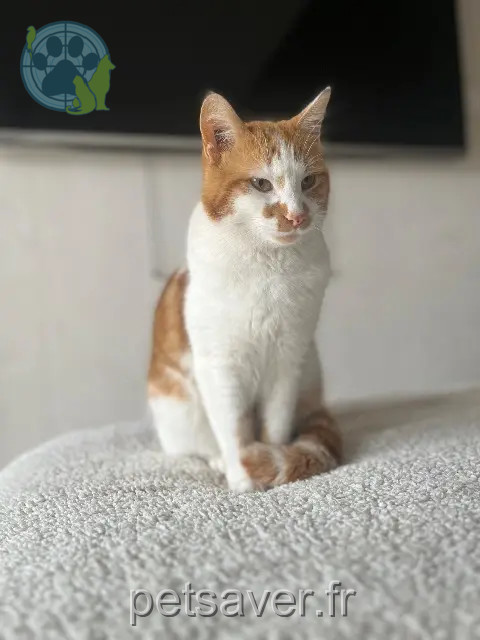 kater vermist 83190 Ollioules Milou kater lost 83190 Ollioules Milou