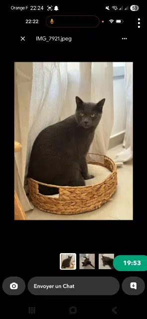 chat lost   83140 Six-Fours-les-Plages Minouchat