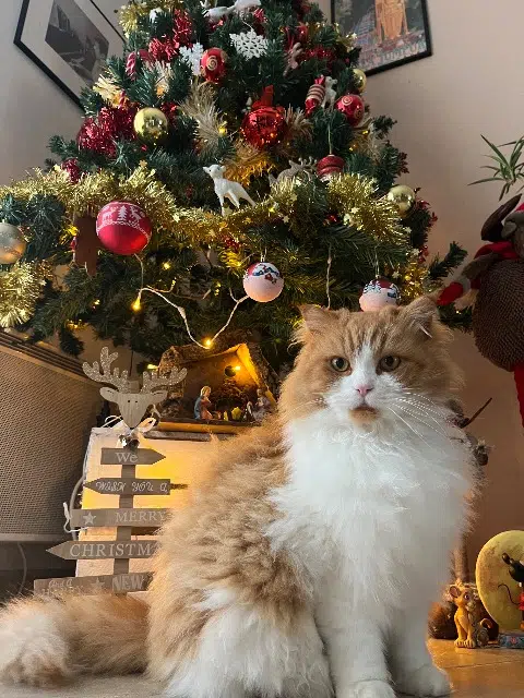 chat lost   83170 Brignoles Minouche