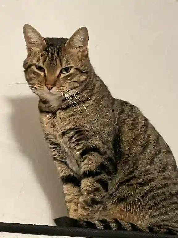 Chat Perdu 83 Var - Minus Chat Perdu 83 Var - Minus
