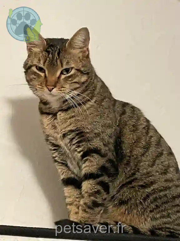 Chat Perdu 83 Var - Minus Chat Perdu 83 Var - Minus
