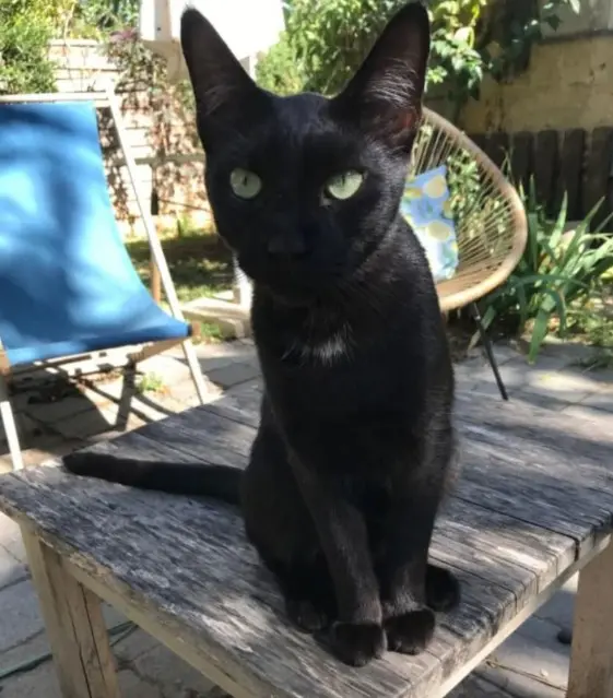 chat lost   83500 La Seyne-sur-Mer Misty