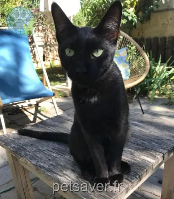 gato perdido 83500 La Seyne-sur-Mer Misty gato lost 83500 La Seyne-sur-Mer Misty