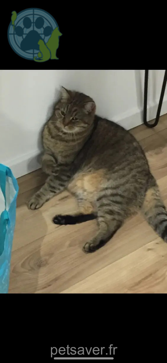 Chat Perdu 83 Var - Mojito Chat Perdu 83 Var - Mojito