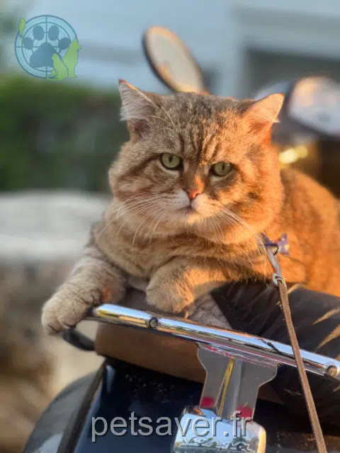 gato lost   83300 Draguignan Mokka
