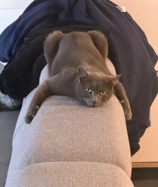 chat lost   83170 Brignoles Monty