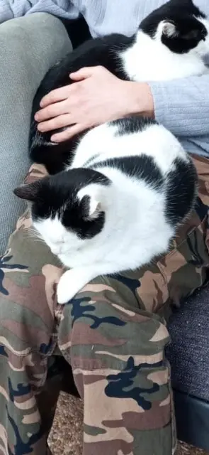 chat lost   83500 La Seyne-sur-Mer Moon