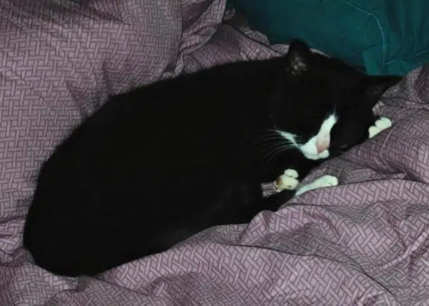 chat lost    Saint-Raphaël Morty