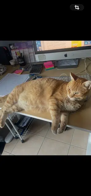 chat lost   83120 Sainte-Maxime Nane