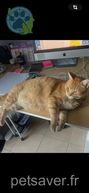 cat lost 83120 Sainte-Maxime Nane cat lost 83120 Sainte-Maxime Nane
