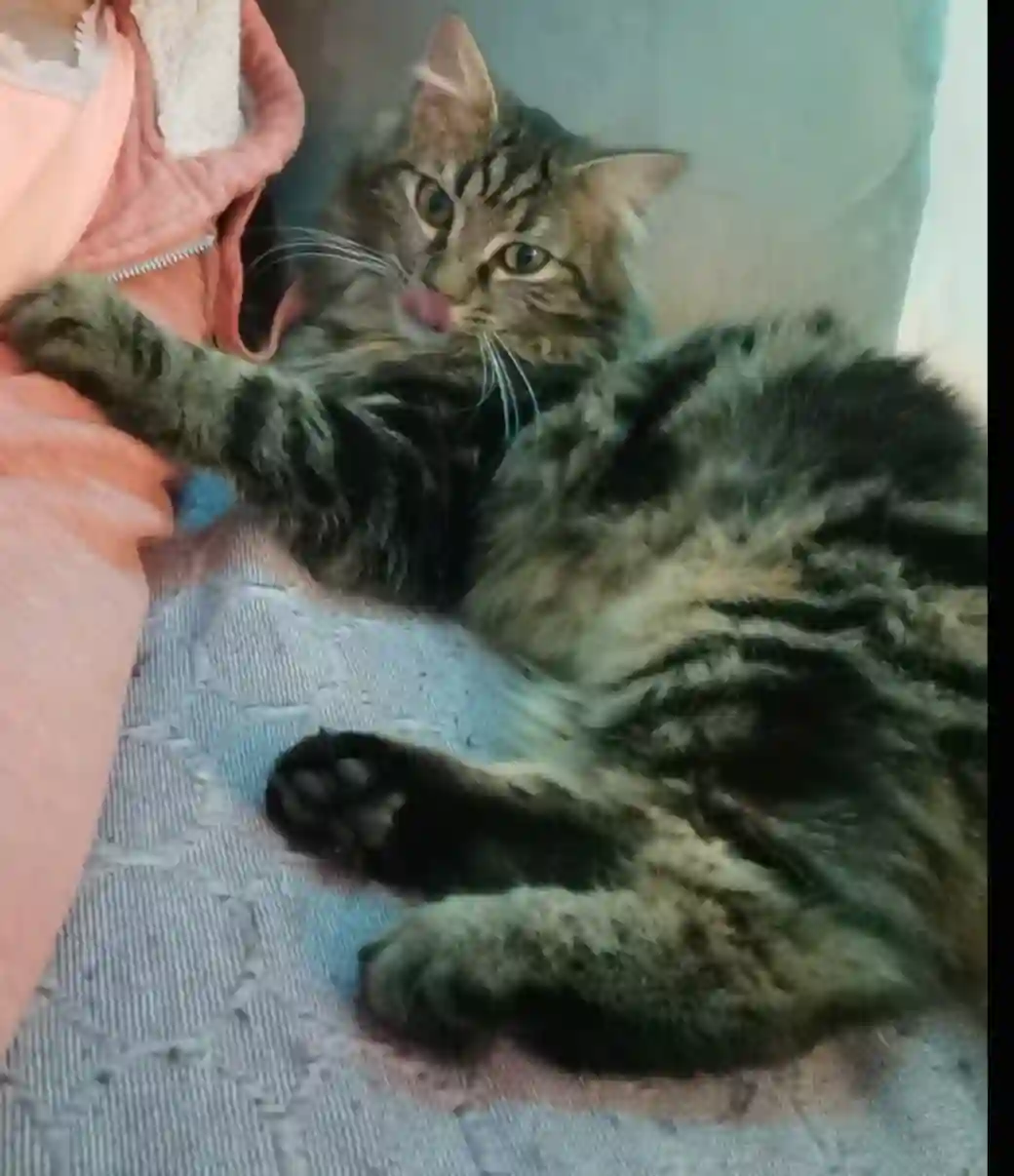 Chat Perdu 83 Var - Noe Chat Perdu 83 Var - Noe