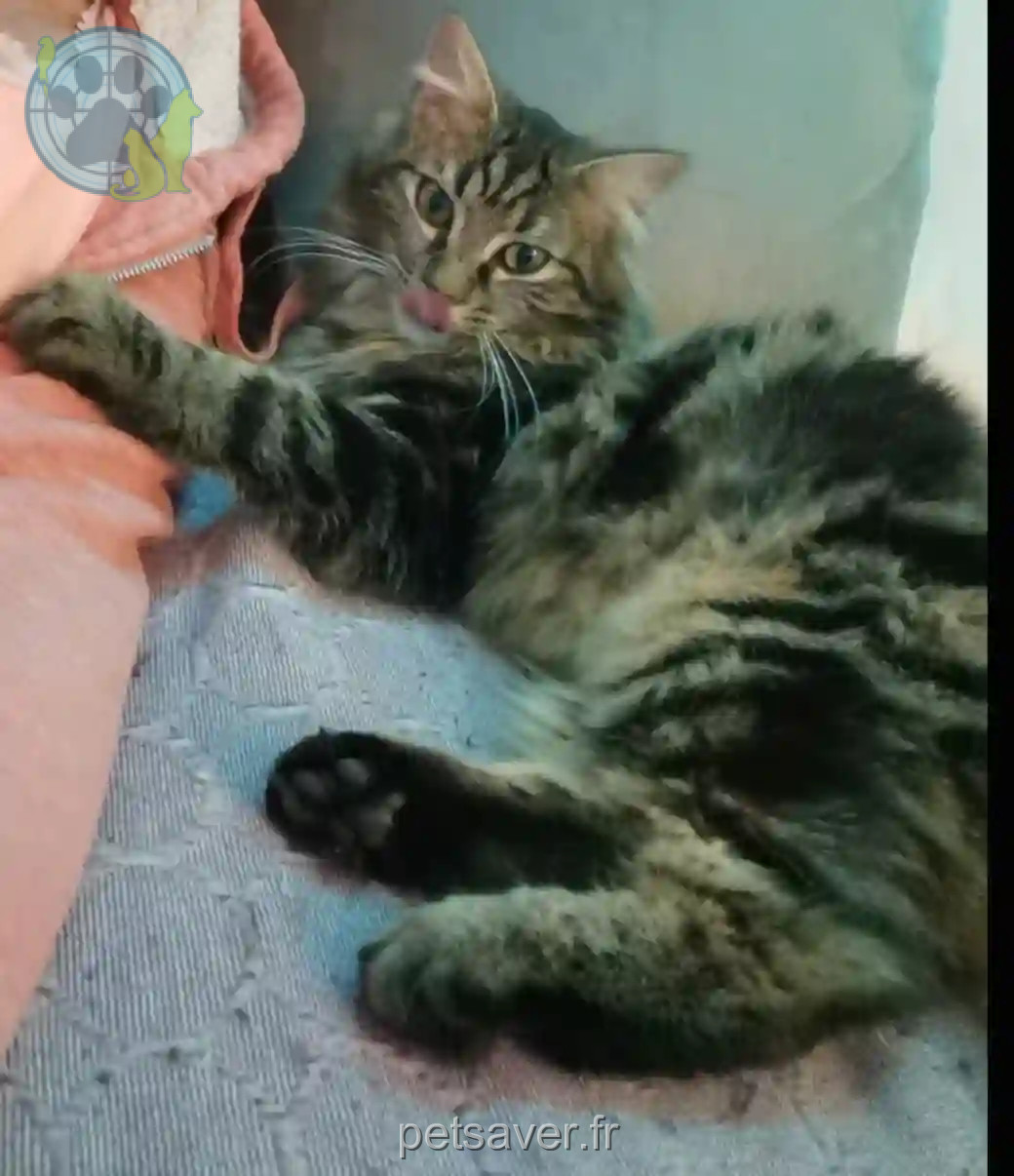 Chat Perdu 83 Var - Noe Chat Perdu 83 Var - Noe